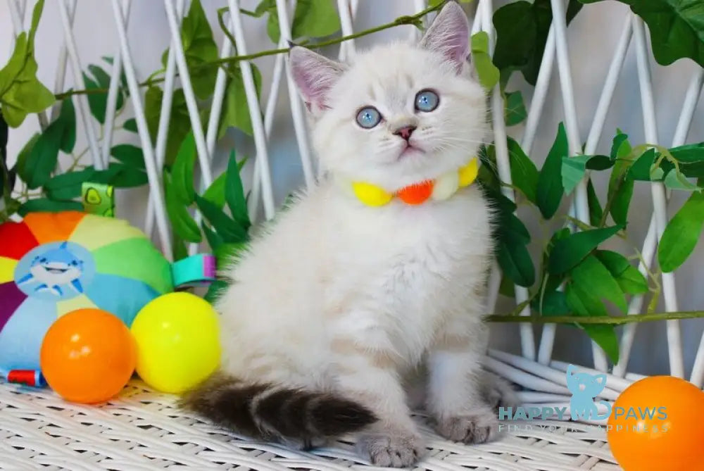 Jemma Scottish Straight female chocolate golden tabby pointed live animals