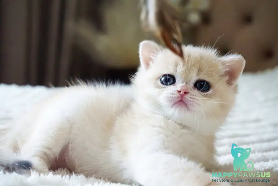 Jeni British Shorthair female blue golden chinchilla - live animals