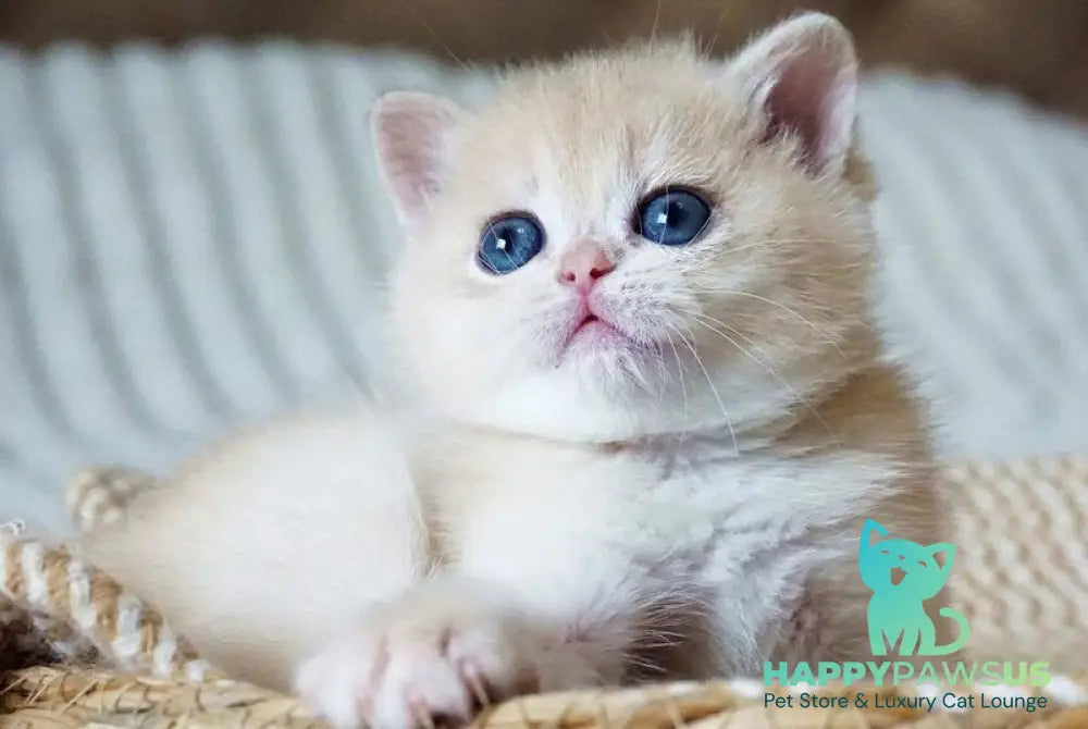 Jeni British Shorthair female blue golden chinchilla - live animals