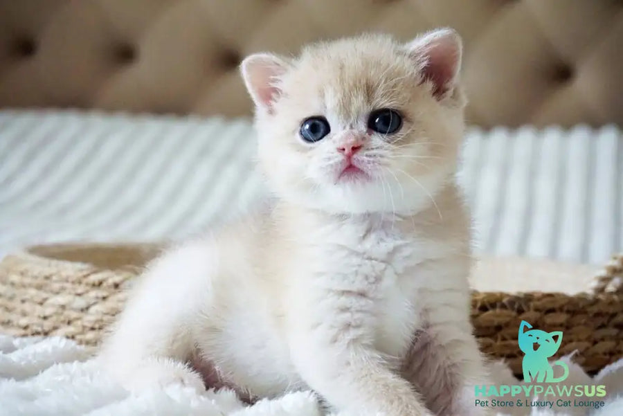 Jeni British Shorthair female blue golden chinchilla - live animals