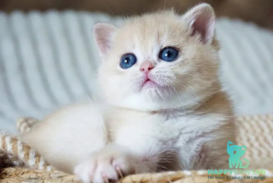 Jeni British Shorthair female blue golden chinchilla - live animals