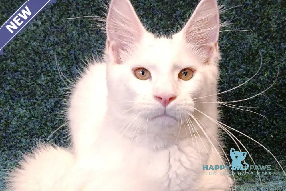 Jenna Maine Coon female white live animals