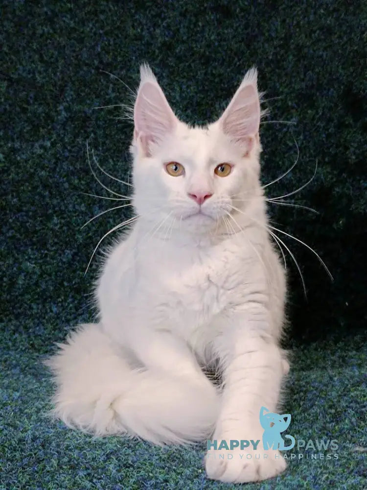 Jenna Maine Coon female white live animals