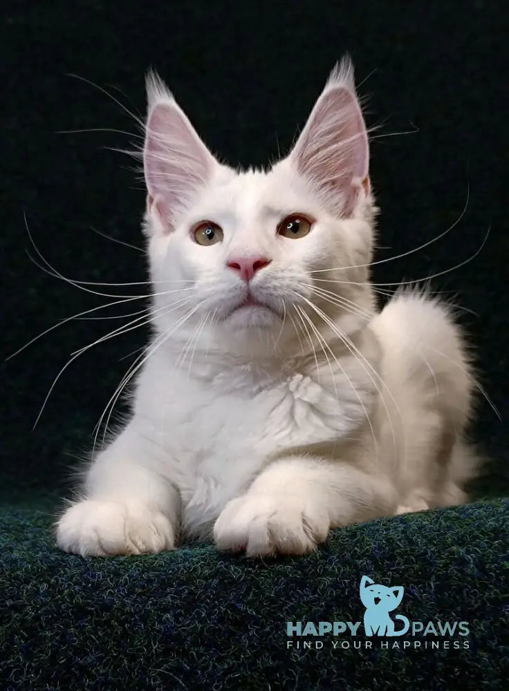 Jenna Maine Coon female white live animals
