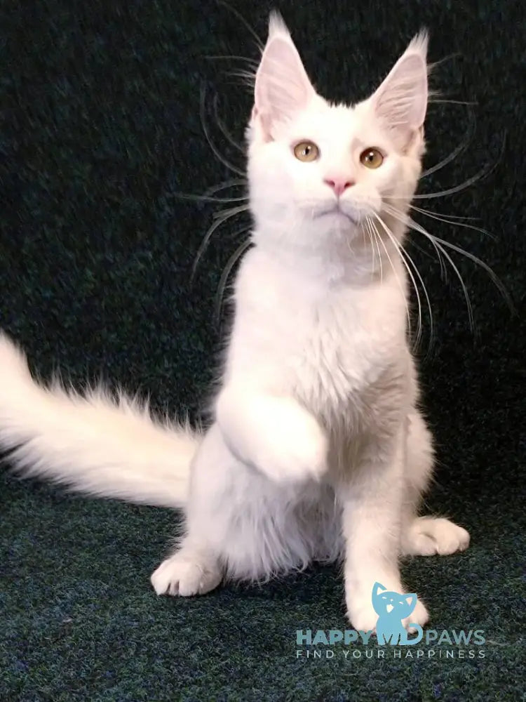 Jenna Maine Coon female white live animals