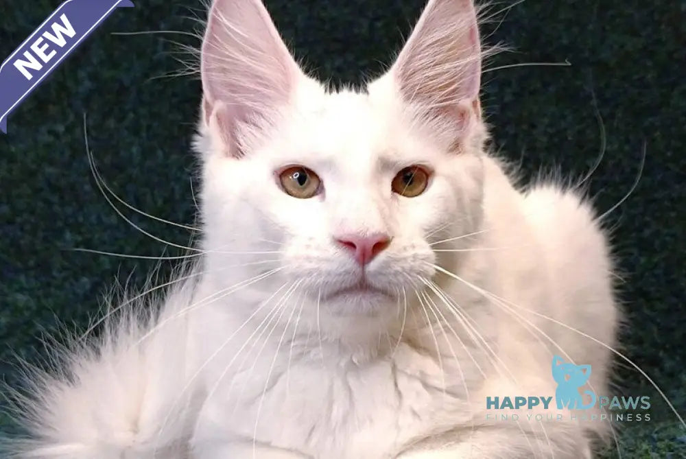 Jenna Maine Coon female white live animals