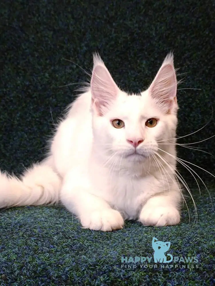 Jenna Maine Coon female white live animals