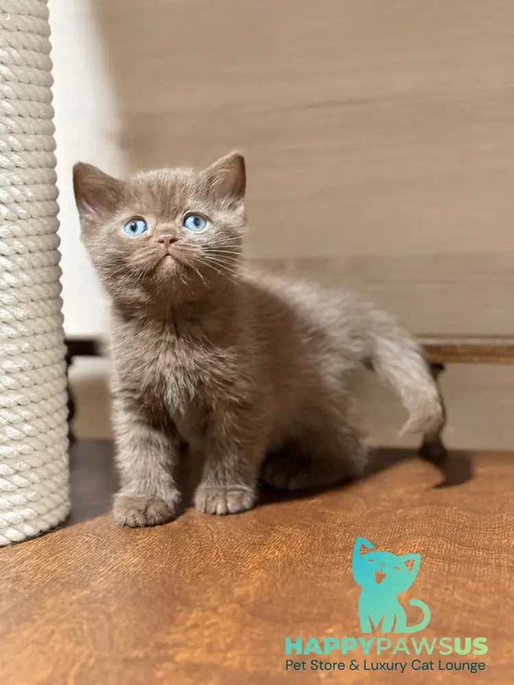 Jennifer British Shorthair female chocolate - live animals