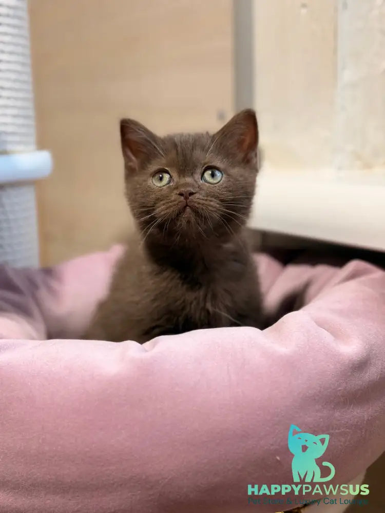 Jennifer British Shorthair female chocolate - live animals