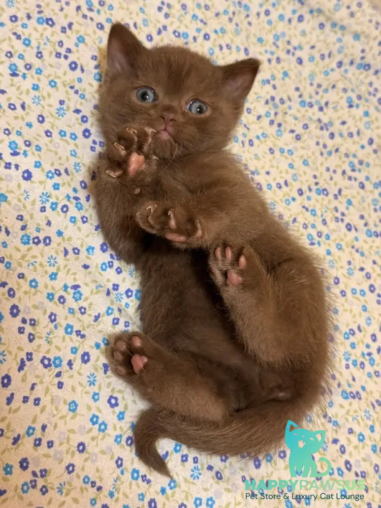 Jennifer British Shorthair female chocolate - live animals