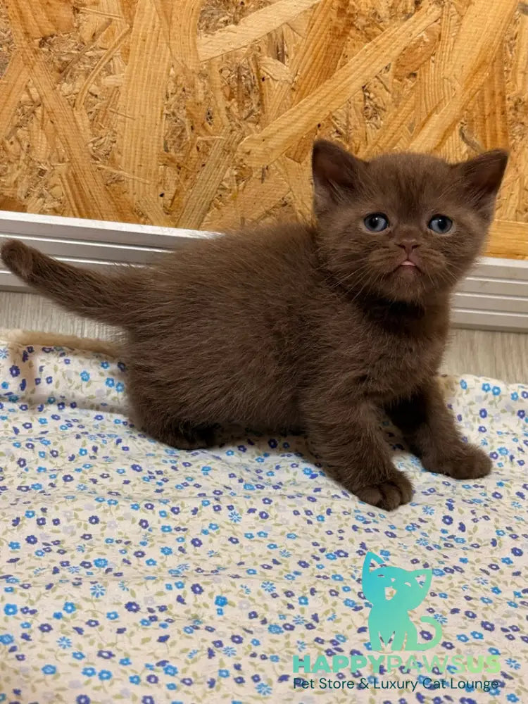 Jennifer British Shorthair female chocolate - live animals
