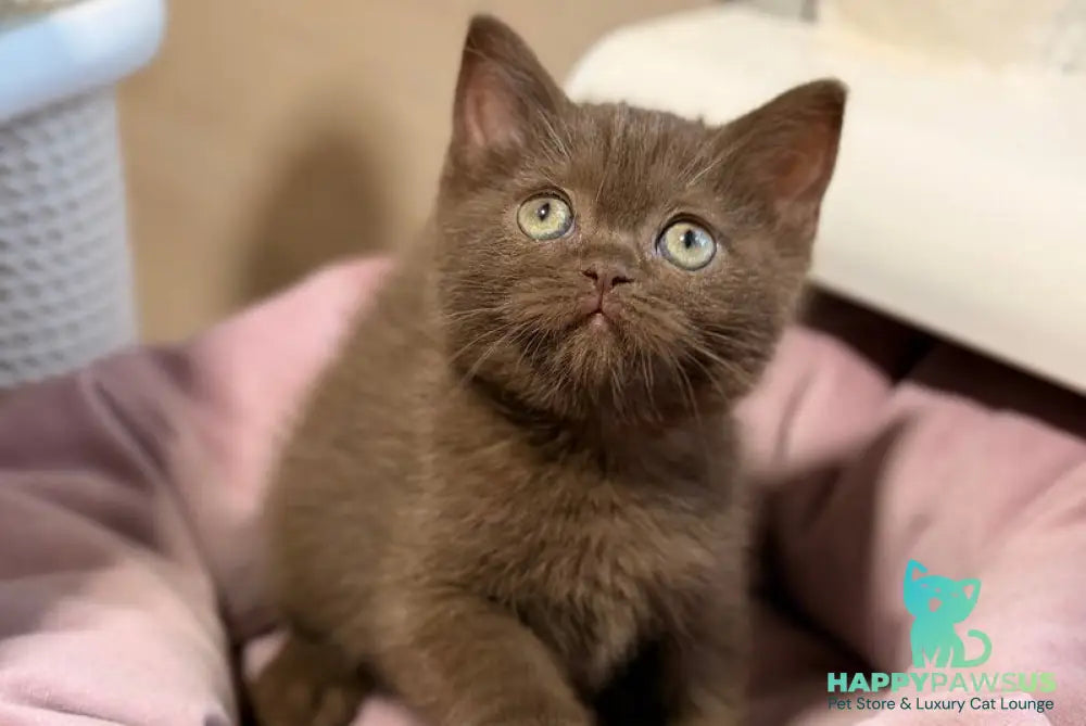 Jennifer British Shorthair female chocolate - live animals
