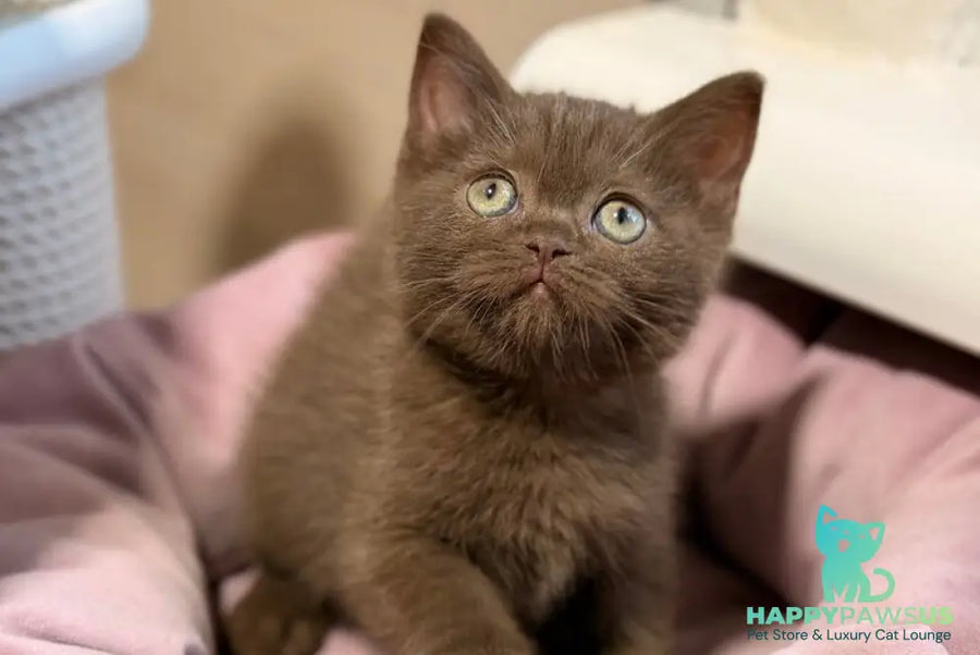 Jennifer British Shorthair female chocolate - live animals