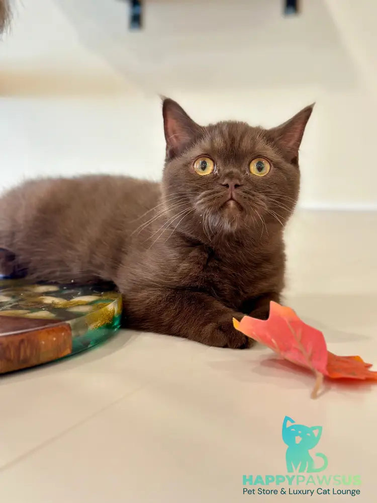 Jennifer British Shorthair female chocolate - live animals