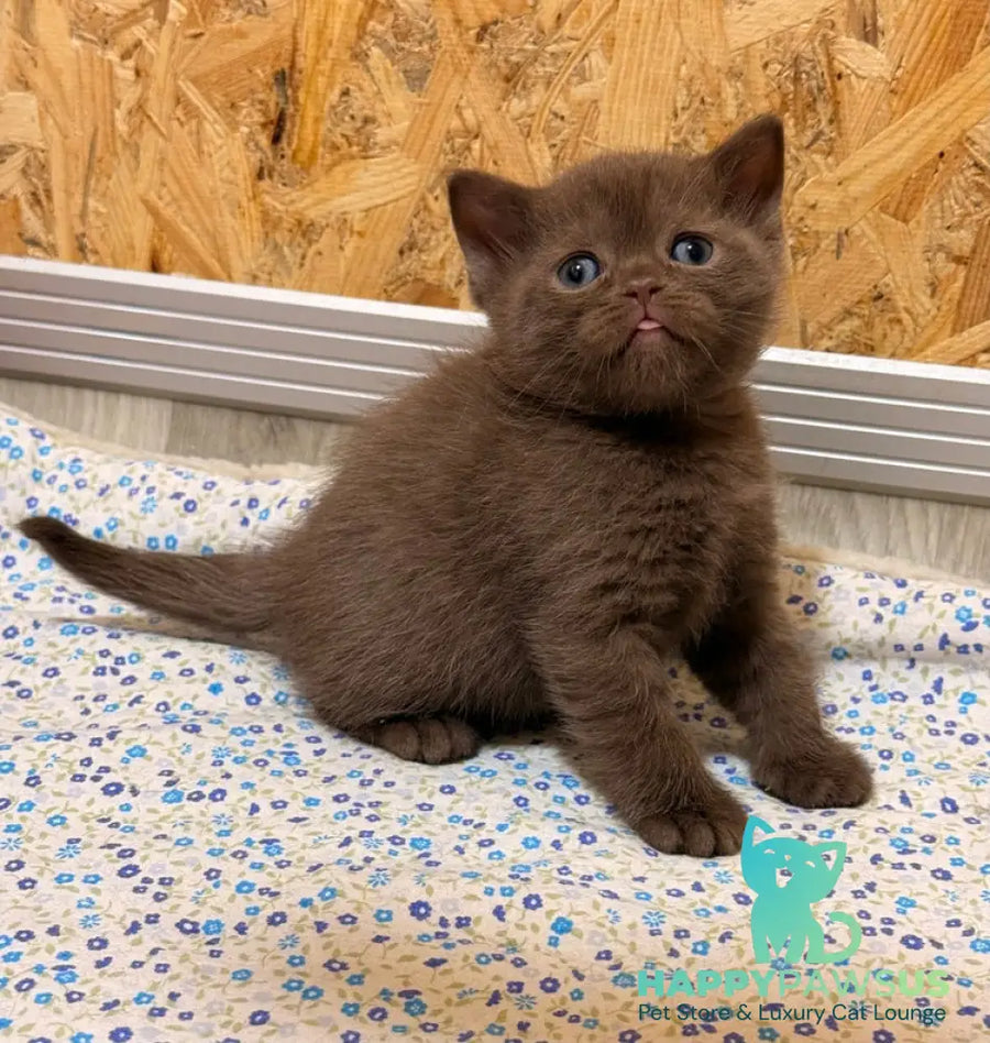 Jennifer British Shorthair female chocolate - live animals