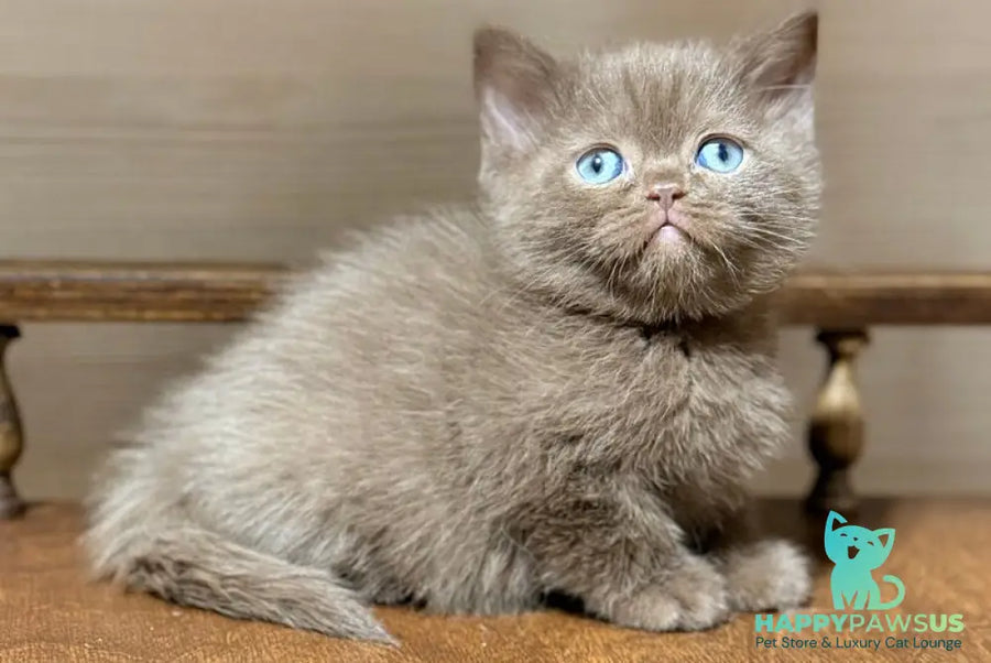 Jennifer British Shorthair female chocolate - live animals