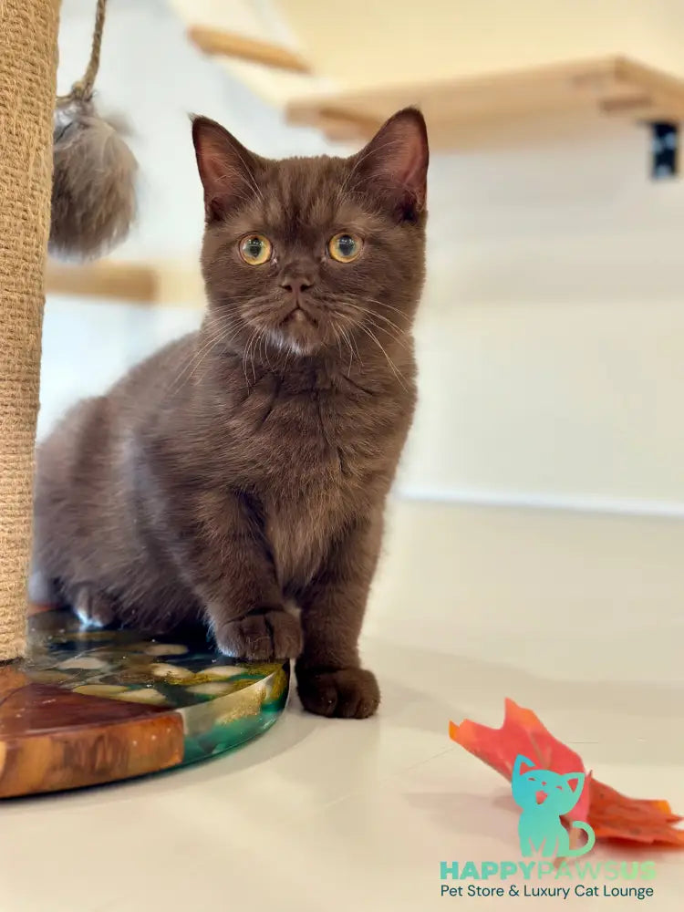 Jennifer British Shorthair female chocolate - live animals