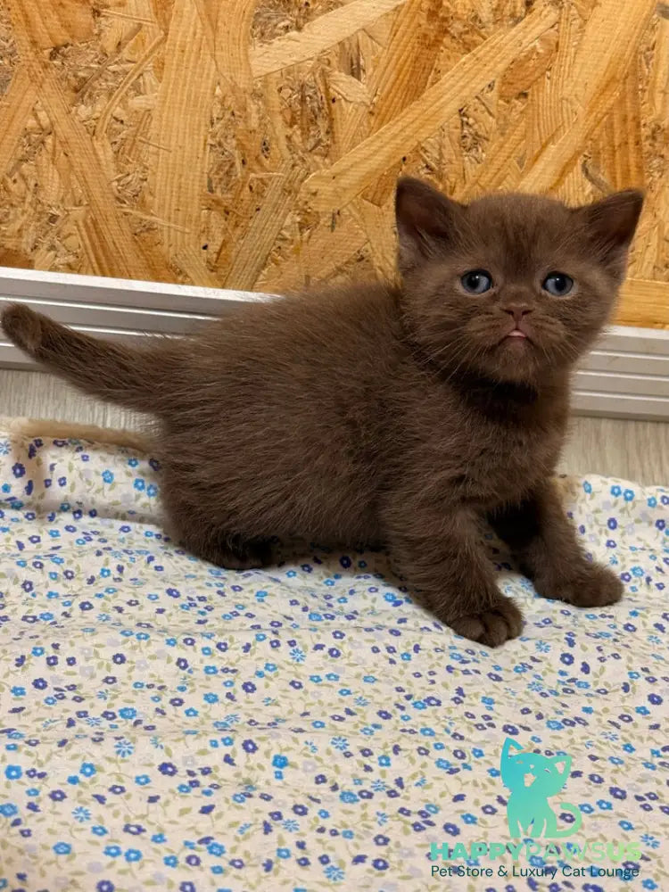 Jennifer British Shorthair female chocolate - live animals