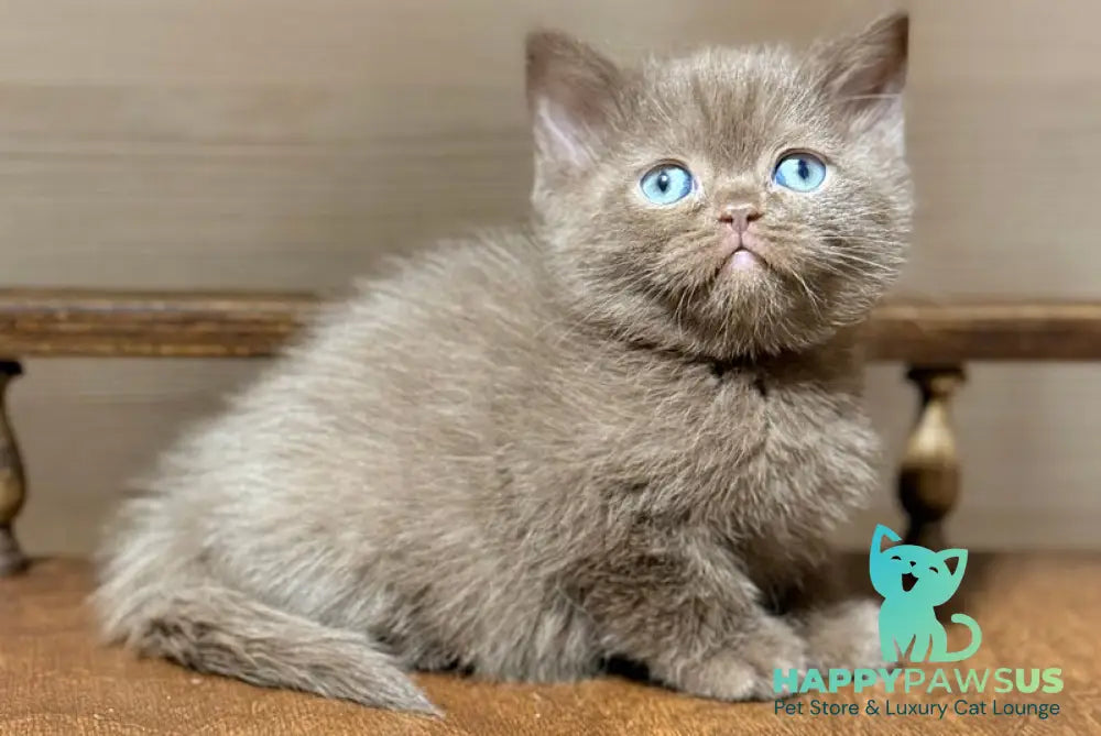 Jennifer British Shorthair female chocolate - live animals