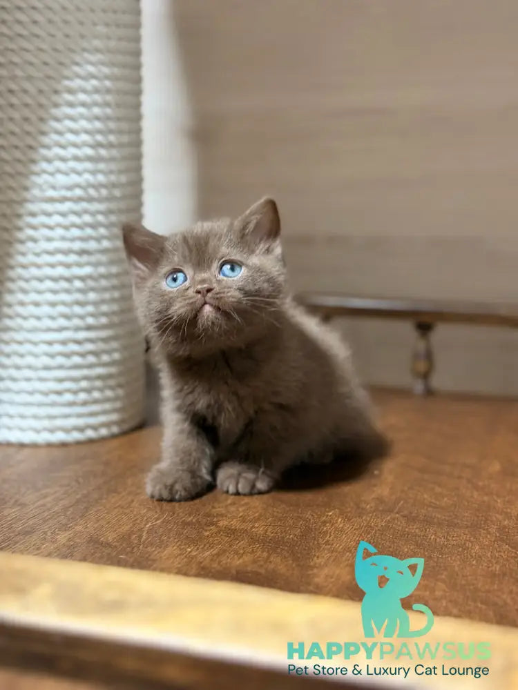 Jennifer British Shorthair female chocolate - live animals