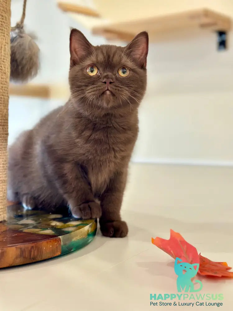 Jennifer British Shorthair female chocolate - live animals