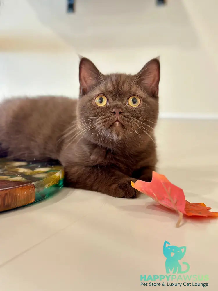 Jennifer British Shorthair female chocolate - live animals
