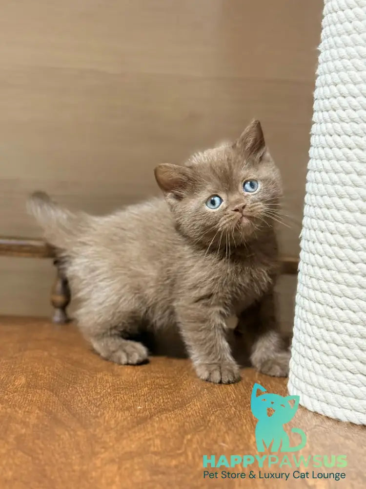 Jennifer British Shorthair female chocolate - live animals