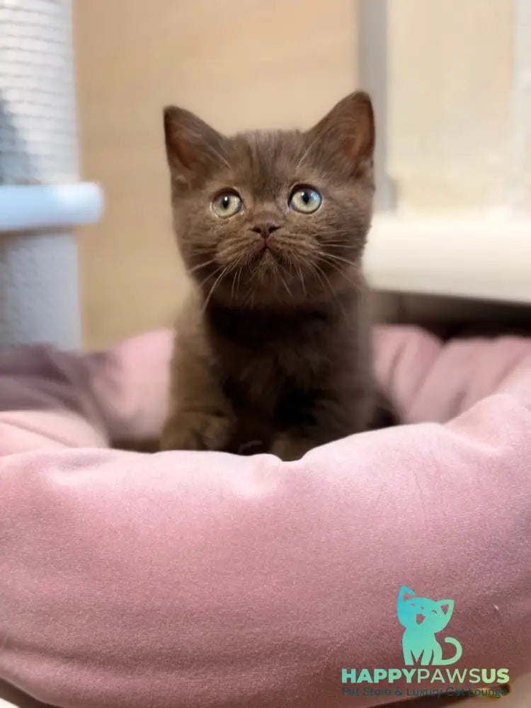 Jennifer British Shorthair female chocolate - live animals