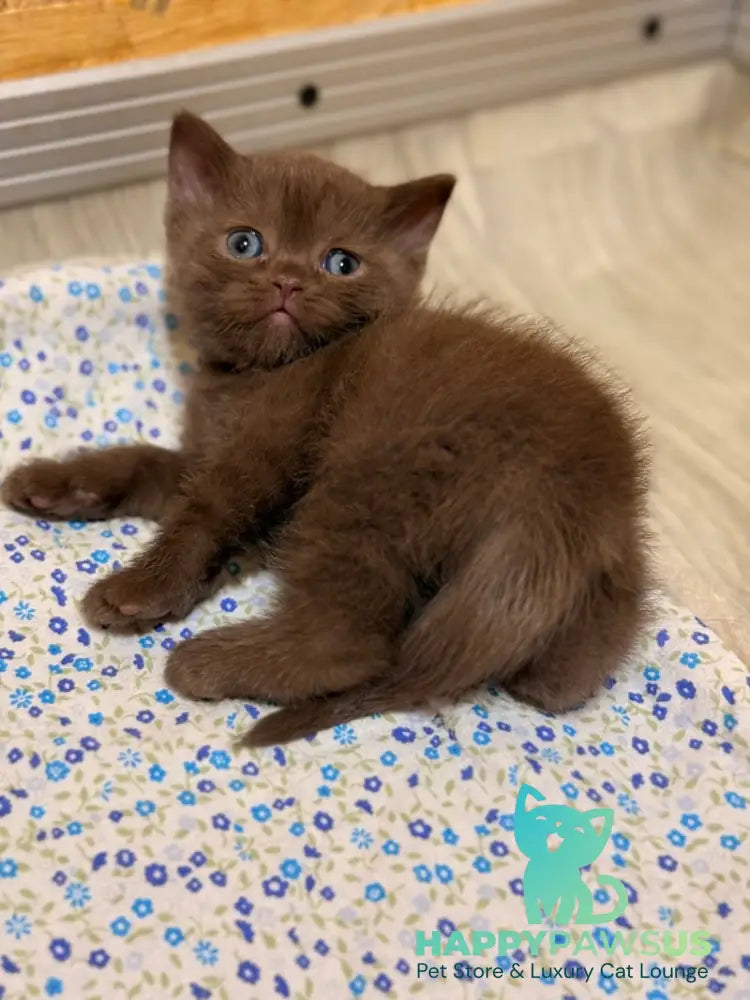 Jennifer British Shorthair female chocolate - live animals