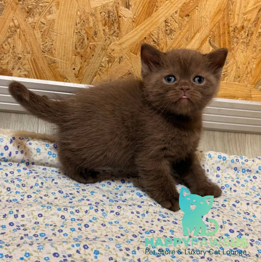 Jennifer British Shorthair female chocolate - live animals