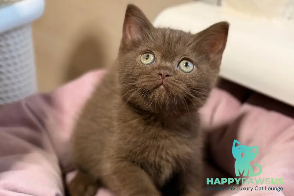 Jennifer British Shorthair female chocolate - live animals