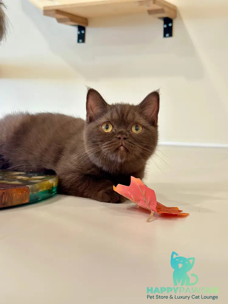 Jennifer British Shorthair female chocolate - live animals