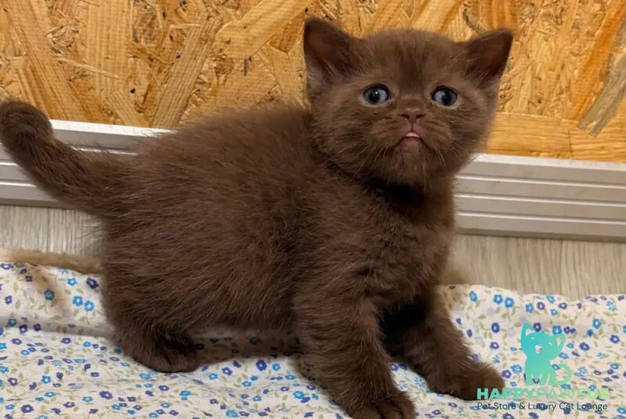 Jennifer British Shorthair female chocolate - live animals