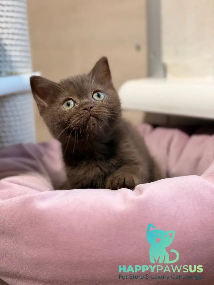 Jennifer British Shorthair female chocolate - live animals