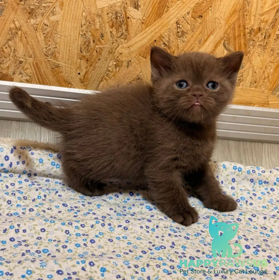 Jennifer British Shorthair female chocolate - live animals