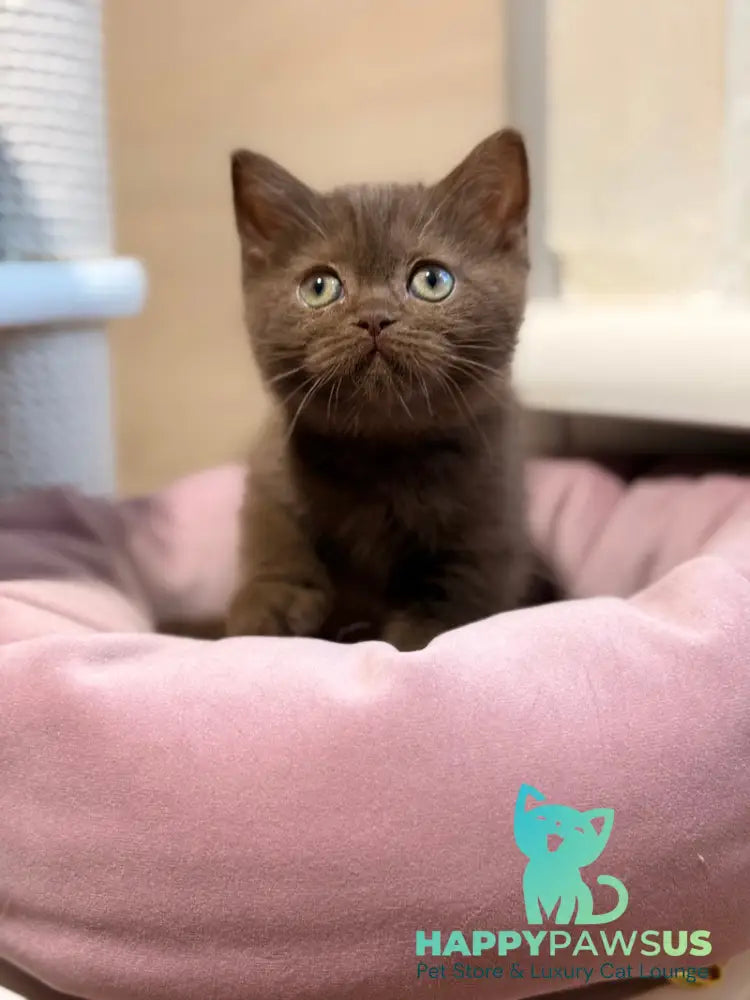 Jennifer British Shorthair female chocolate - live animals
