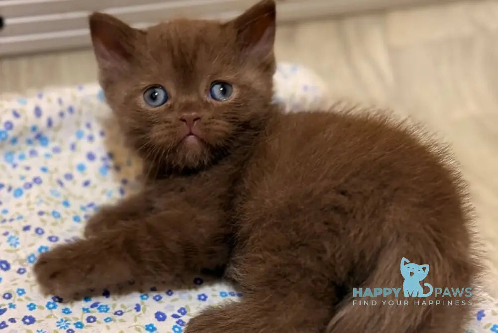 Jennifer British Shorthair female chocolate - live animals