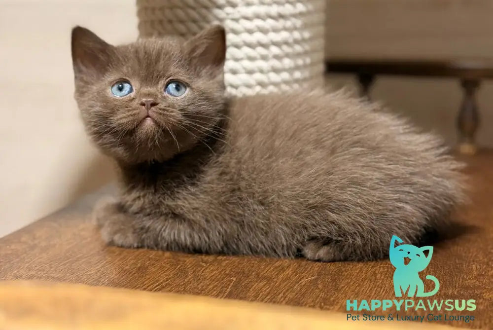 Jennifer British Shorthair female chocolate - live animals