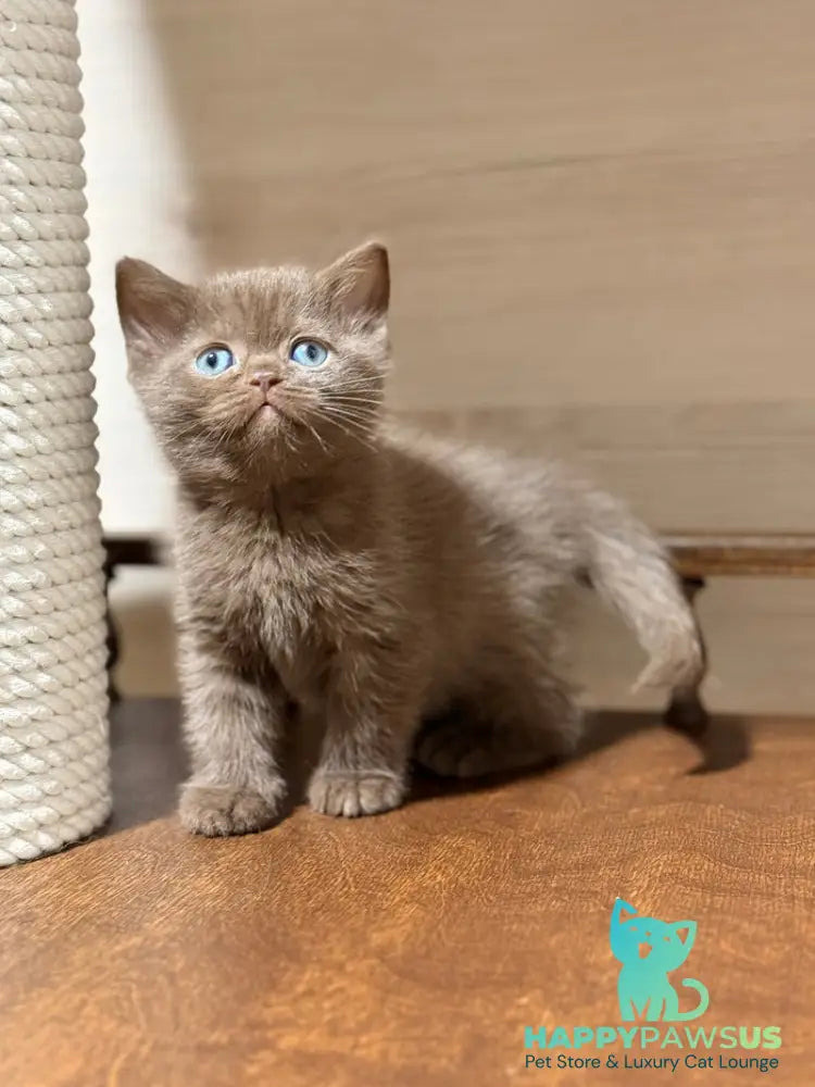 Jennifer British Shorthair female chocolate - live animals