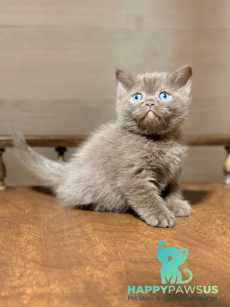 Jennifer British Shorthair female chocolate - live animals