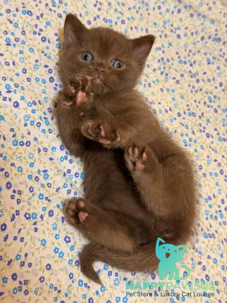 Jennifer British Shorthair female chocolate - live animals
