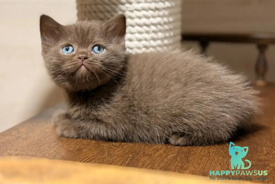 Jennifer British Shorthair female chocolate - live animals