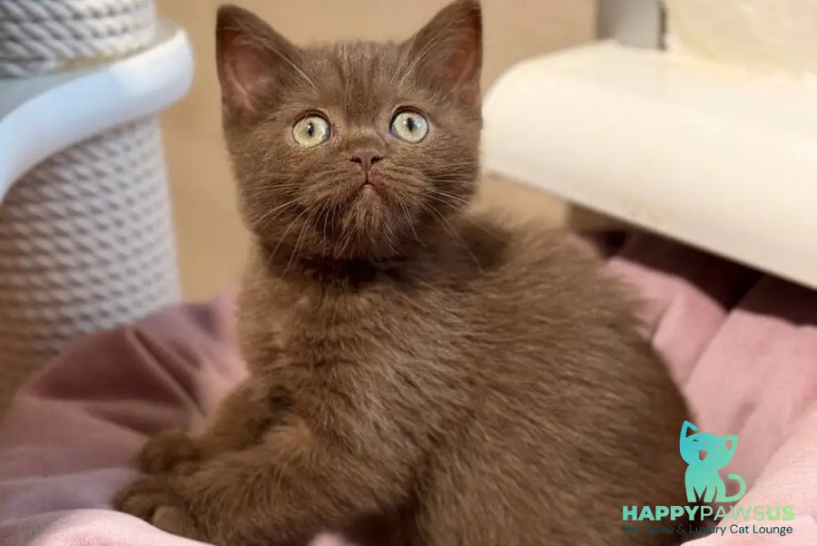 Jennifer British Shorthair female chocolate - live animals
