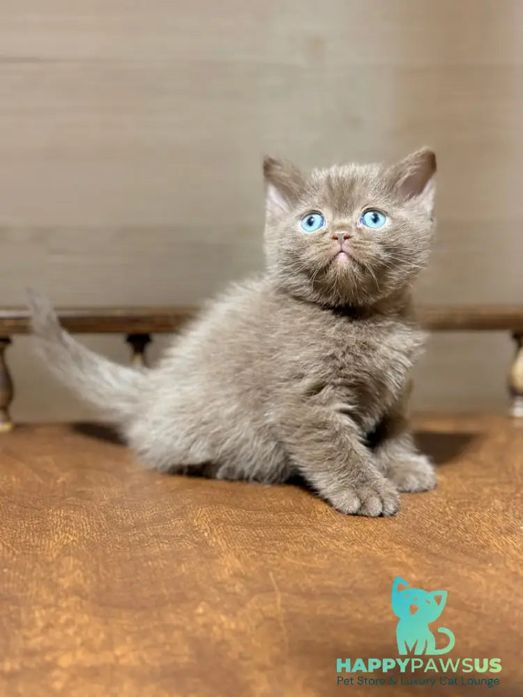 Jennifer British Shorthair female chocolate - live animals