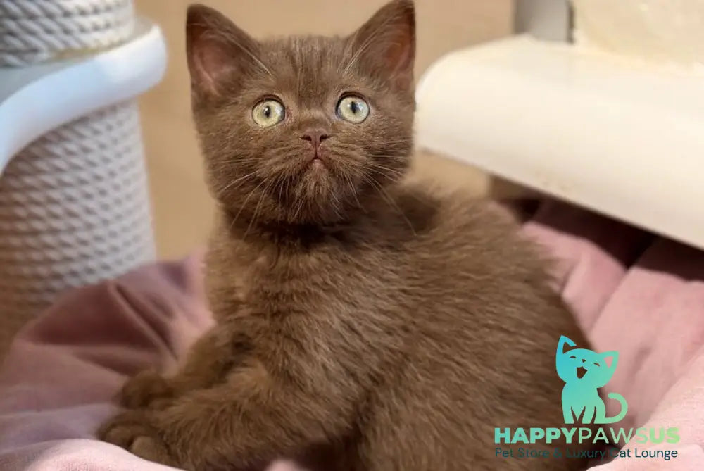 Jennifer British Shorthair female chocolate - live animals