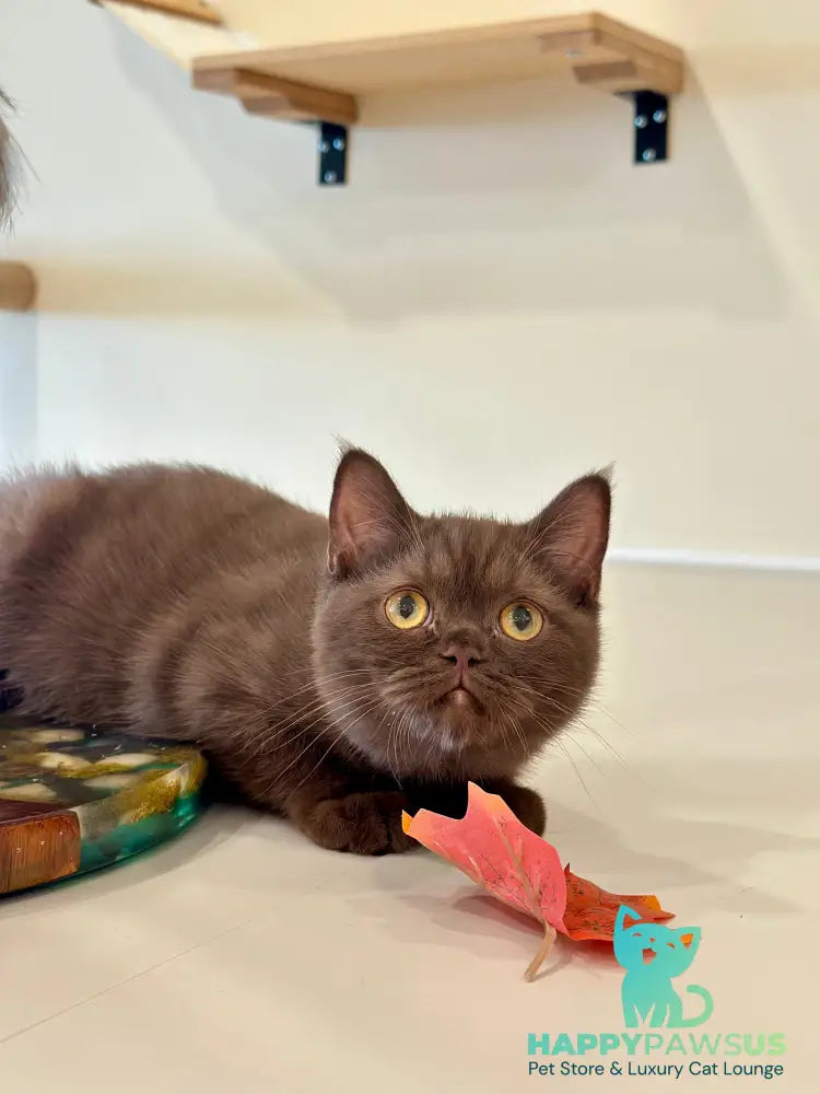 Jennifer British Shorthair female chocolate - live animals