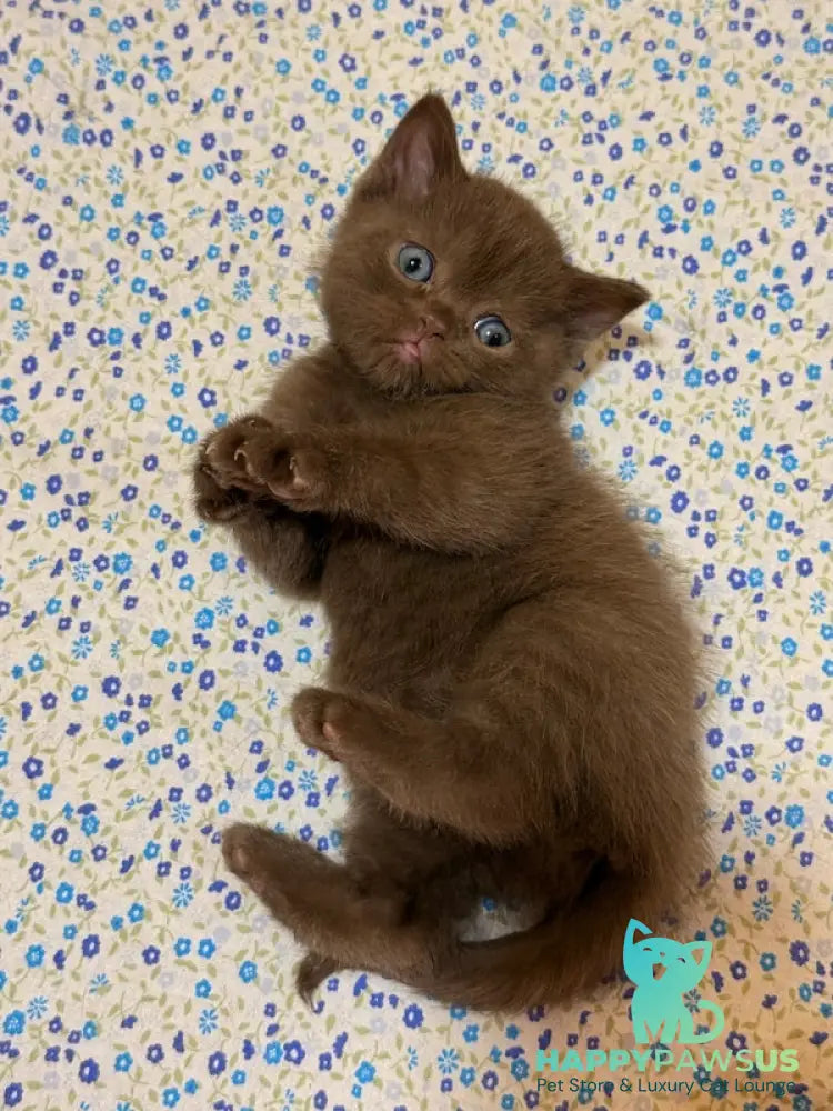 Jennifer British Shorthair female chocolate - live animals