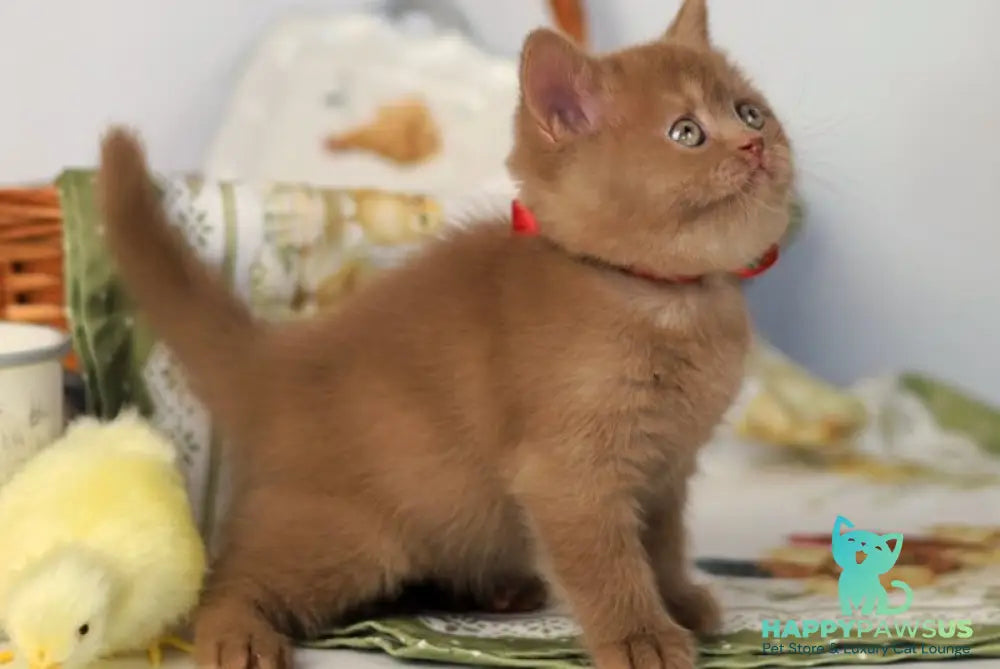 Jennifer British Shorthair female cinnamon - live animals
