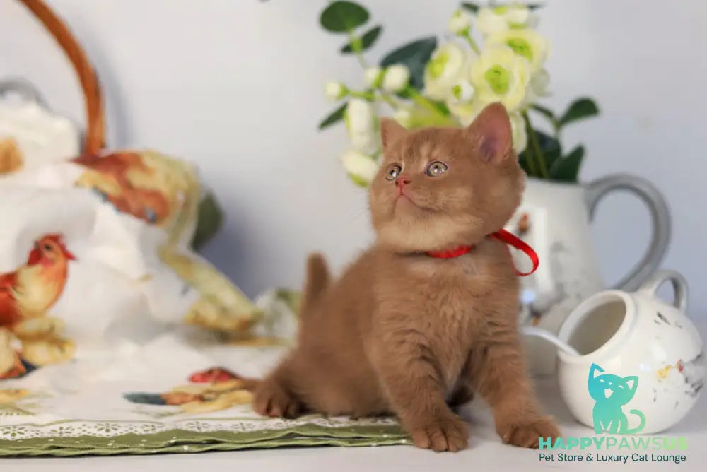 Jennifer British Shorthair female cinnamon - live animals