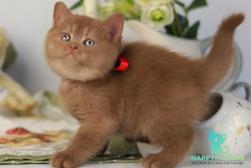 Jennifer British Shorthair female cinnamon - live animals